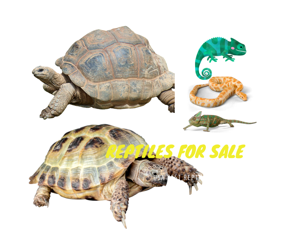 reptiles for sale