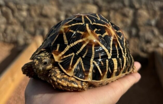 Sri Lankan Star Tortoise