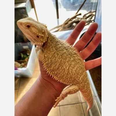 Bearded Dragons for Sale